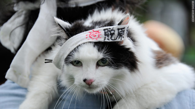 A man holds his cat clad in a headband with anti-nuclear slogans in Tokyo on June 11, 2011.