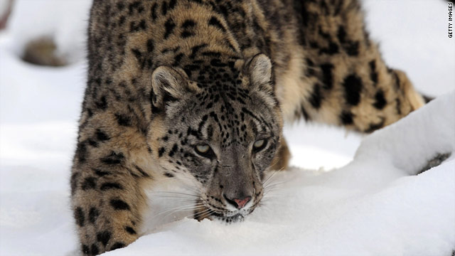 File photo shows a snow leopard walking in the snow at Banham Zoo in Norfolk, England.