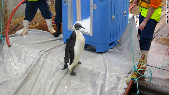 The penguin, nicknamed "Happy Feet," prepares to slide down a ramp off the research vessel that transported it home.