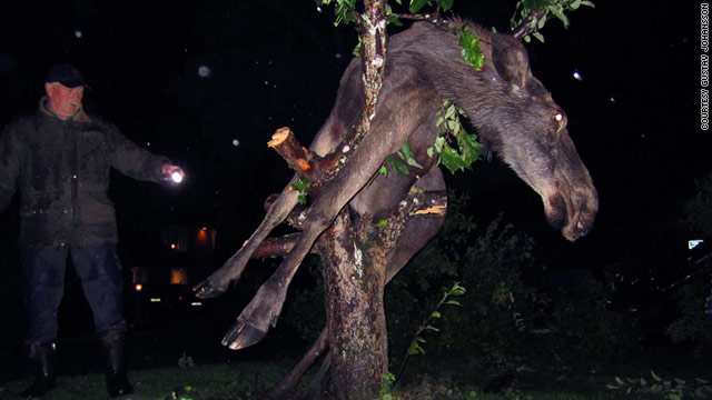 Drunken Moose Ends Up Stuck In Swedish Apple Tree 