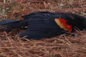 Blackbirds Arkansas