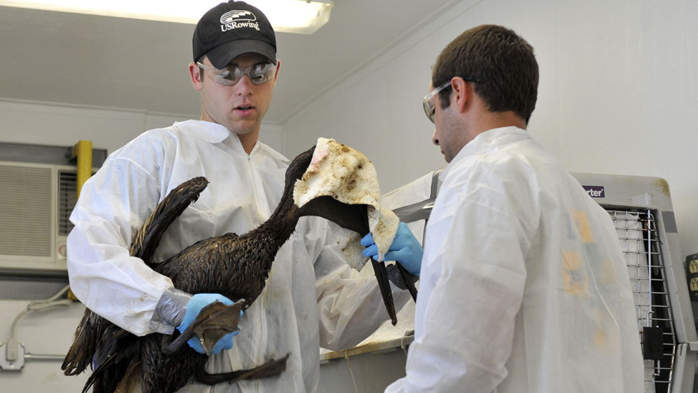 E. M. Pio Roda / CNN  Jaden Kifer, left, and Ricardo Fernandez prepare to treat a brown pelican on Saturday at the Grand Isle Wildlife Triage Center in Grand Isle, Louisiana. - CNN