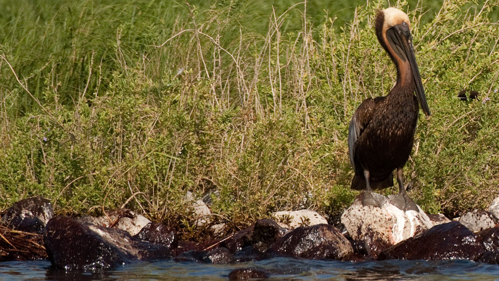 A brown pelican stained by oil stands on oil-soaked rocks at the pelican rookery next to Queen Bess Island in Barataria Bay, near Grand Isle, Louisiana, on Sunday. - CNN