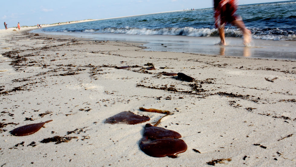 Gulf Coast Oil Spill Photos 