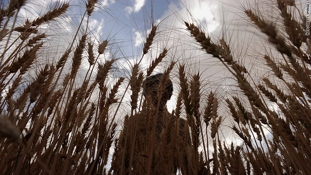  Harvesting wheat in Afghanistan 