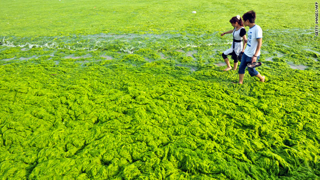 Massive algae bloom on China coastline