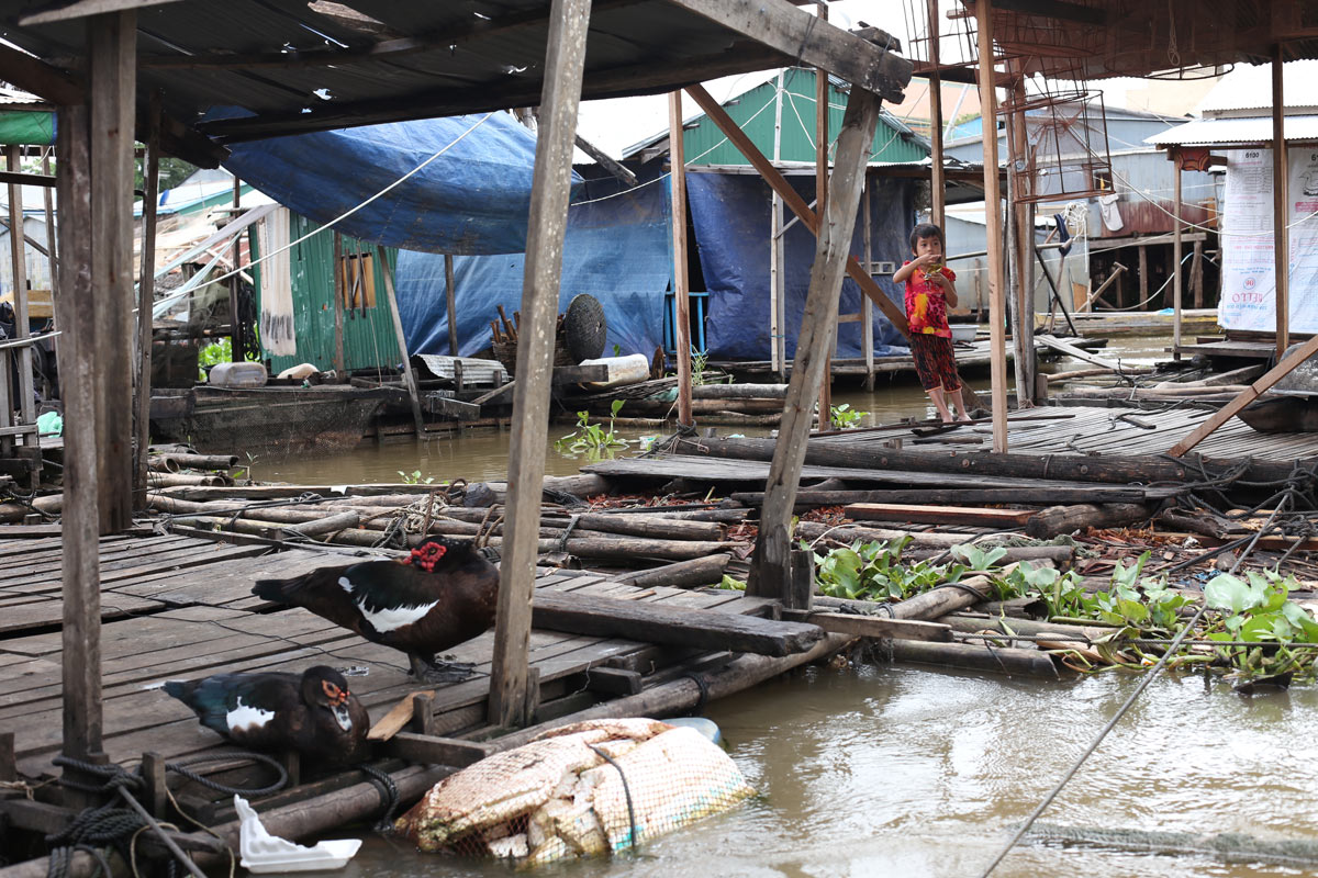 Most residents here are fish farmers. Beneath the platform on which the ducks are resting is a net teeming with fish, which will be fattened up to maturity over the course of months to provide what is often the family's sole source of income.