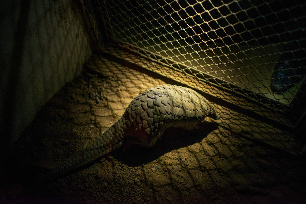 The most trafficked mammal you've never heard of -- CNN.com