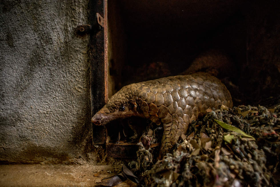 The most trafficked mammal you ve never heard of CNN