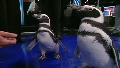 Penguins drop in, poop on CNN set