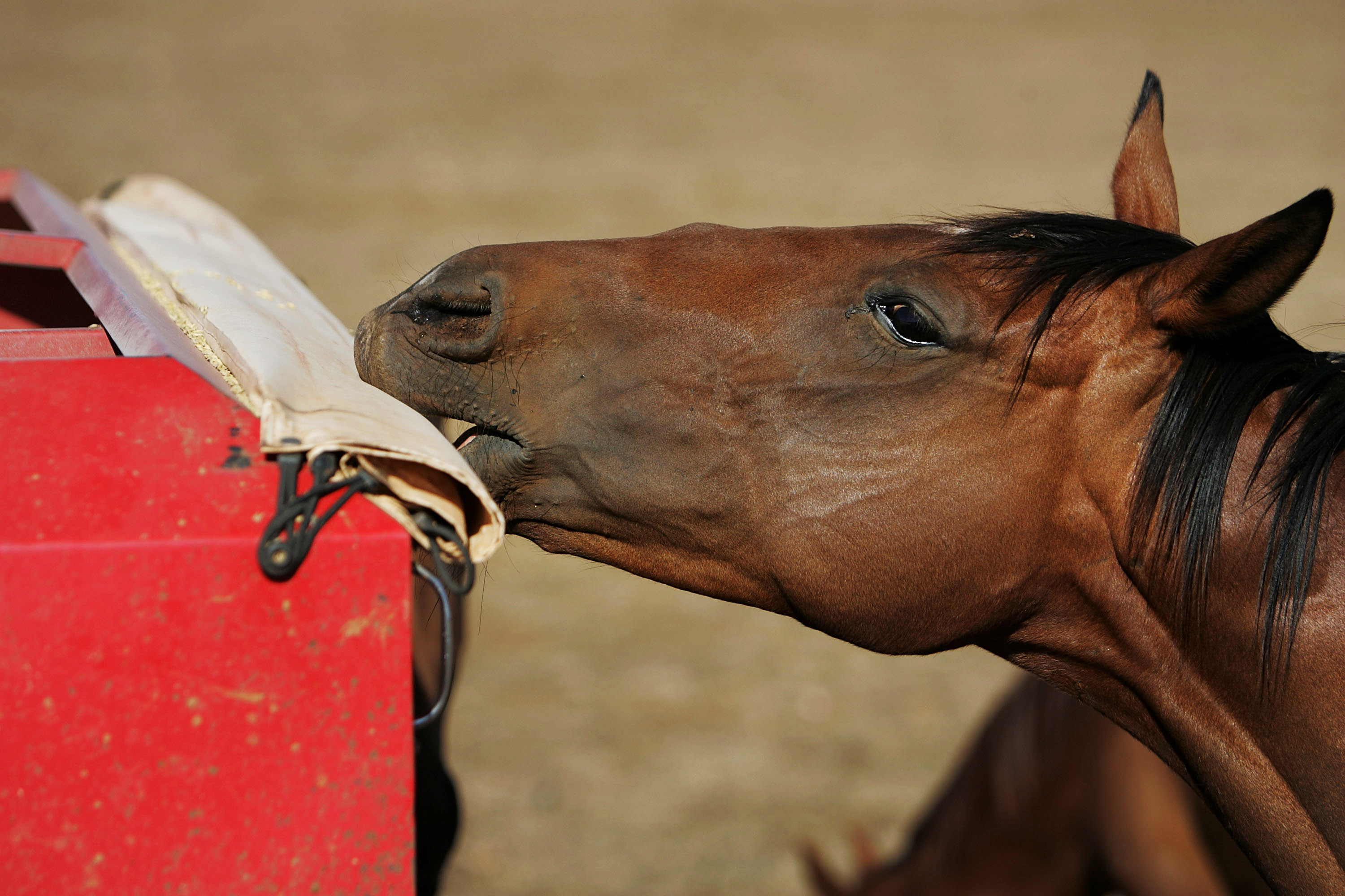 لماذا يفقد حصانك وزنه؟ إليك بعض الأسباب