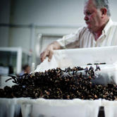 على "ساحل الموت" يخاطر الصيادون من أجل هذا الصنف الفاخر 