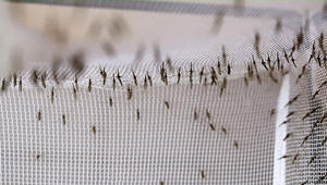 هل يوقف هذا الصابون فيروس زيكا؟