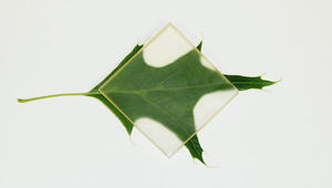 هل سمعت بالخشب الشفاف سابقاً؟ هذه إمكانياته الهائلة