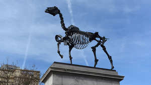 بالصور..حصان في لندن يعرف بيانات السوق مباشرة من البورصة