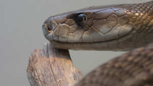 snake_newsize%20%282%29.jpg