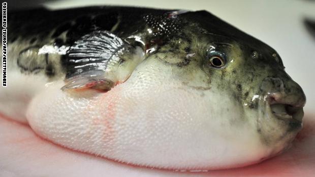 سمكة الأرنب تتكاثر في تونس.. وتحذيرات من استهلاكها بسبب احتوائها سمًا قاتلًا Fugu