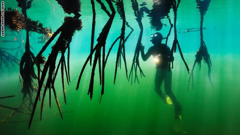 هذه أسرار فن التصوير تحت الماء 