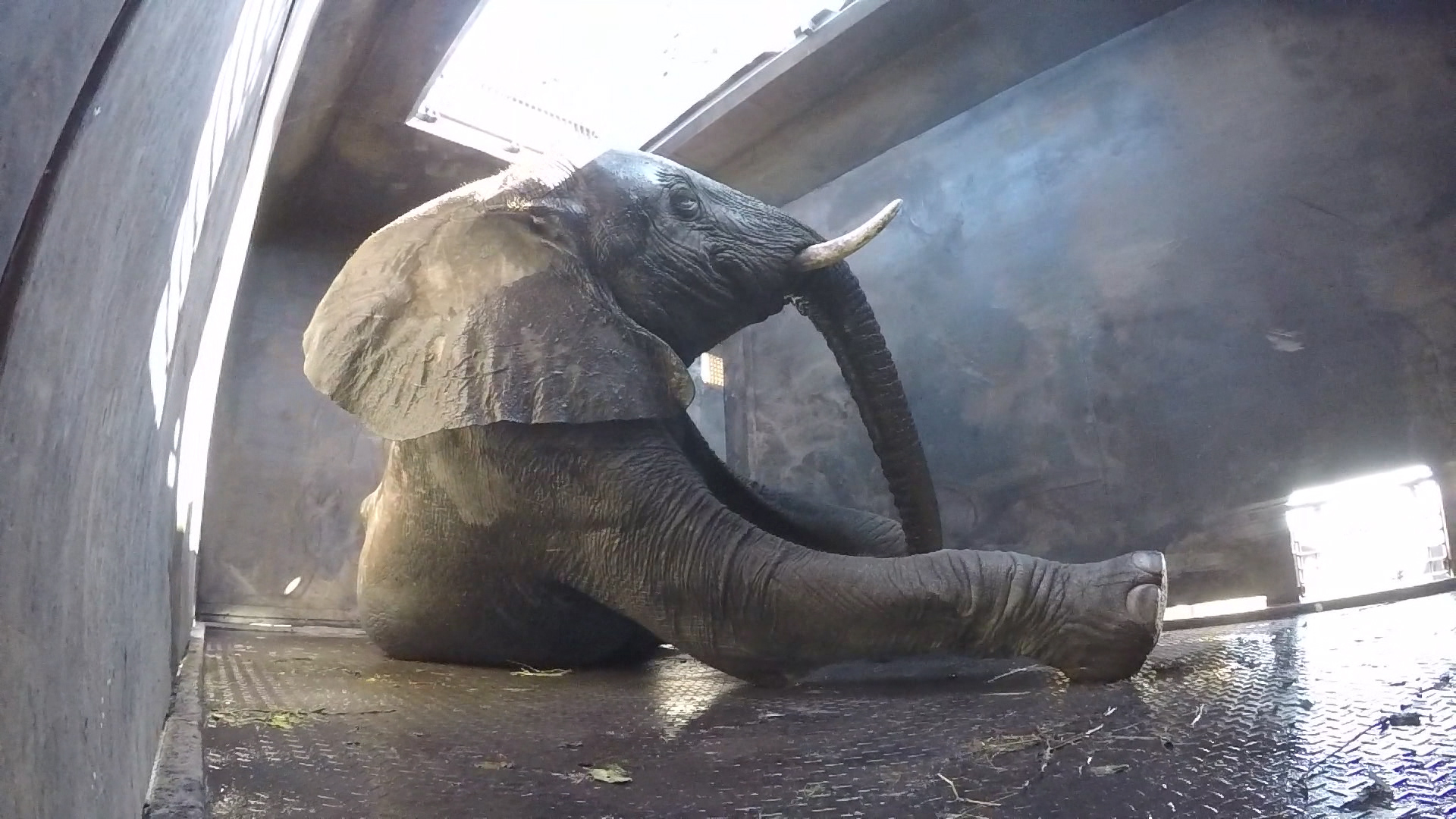 The big move New home for hundreds of elephant familes CNN