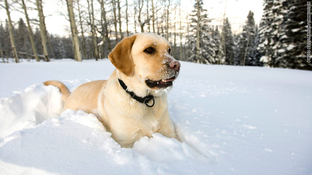 Be sure wipe down your dog's belly, legs and paws to remove chemicals if he or she has spent anytime outdoors.