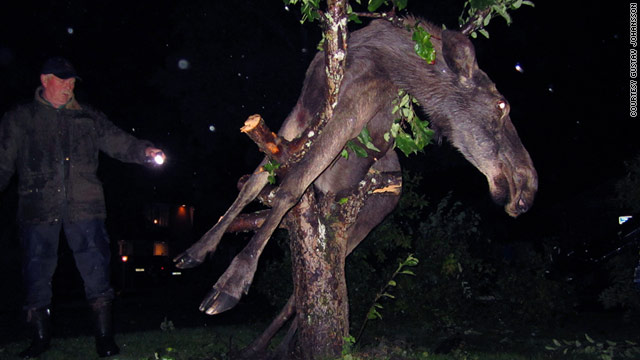 A moose got stuck in a tree after eating fermented apples in Saro, Sweden, Wednesday night.
