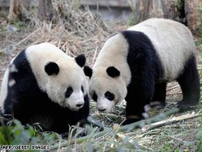 حيوان الباندا يعيد الدفء في علاقات الصين وتايوان