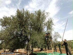 عمال فلسطينيون يقطفون الزيتون