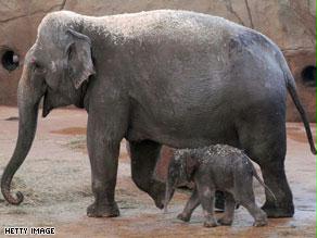 إنثى الفيل تقتل وليدها أحيانا لجهلها مفهوم الأمومة