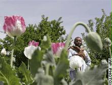 تنتج أفغانستان 93 في المائة من ناتج العالم من الأفيون
