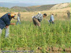 من عمليات إتلاف نبات القنب في المغرب