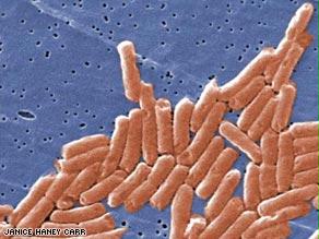بكتيريا السالمونيللا كما تظهر تحت المجهر