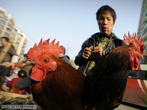 مزارع دجاج صيني