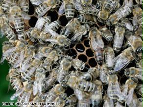 النحل يواجه ظاهرة حيّرت العلماء