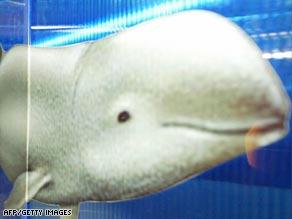 اكتشف العلماء مجموعة جديدة من الدلافين إيراوادي