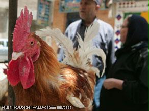 فيروس أنفلونزا الطيور أصاب 17 مصرياً خلال 2009