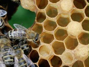 العسل يبقى مصدراً غنياً بالغذاء والدواء