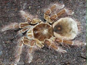 ''العنكبوت البرازيلي الهائم'' من أخطر أنواع العناكب في العالم