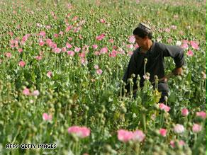 تنتشر حقول الخشخاش على مساحات واسعة في أفغانستان