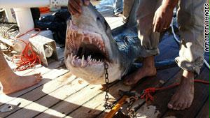 سخرية إسرائيلية من اتهامات مصرية بأن الموساد وراء هجمات أسماك القرش 