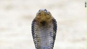 الكوبرا المصرية ذات سم قاتل رغم أنها ليست ضخمة مثل أنواع أخرى من الأفاعي