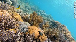 عوامل بيئية وأخرى بشرية تساهم في تزايد الخطر على الشعب المرجانية