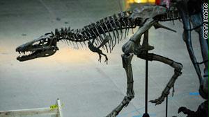 الحفريات المكتشفة ربما لسلالة جديدة من الديناصورات