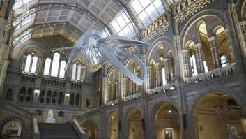 شاهد.. متحف لندن يرفع الستار عن هيكل حوت أزرق ضخم