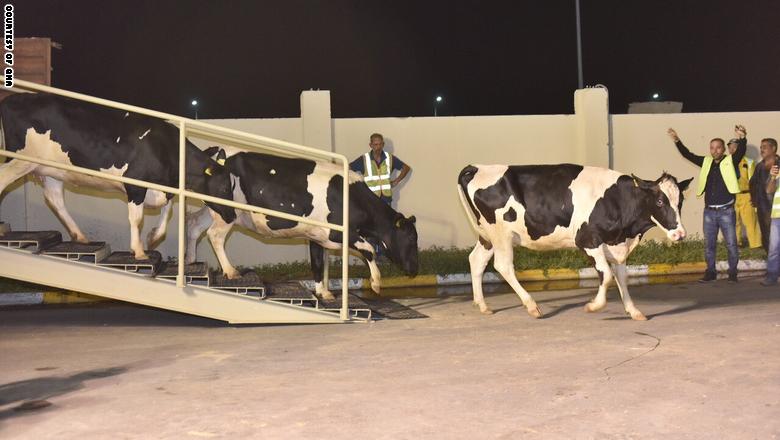 شركة "بلدنا" لـCNN: أولى دفعات الأبقار المستوردة تصل الدوحة عبر الخطوط الجوية القطرية