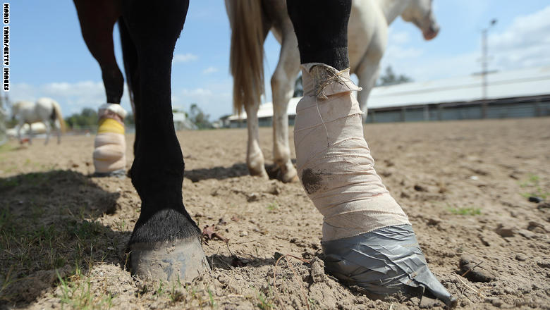 ما هي الطرق الصحيحة لعلاج إصابات الحصان بدون التسبب بمضاعفات إضافية؟ GettyImages-151232522