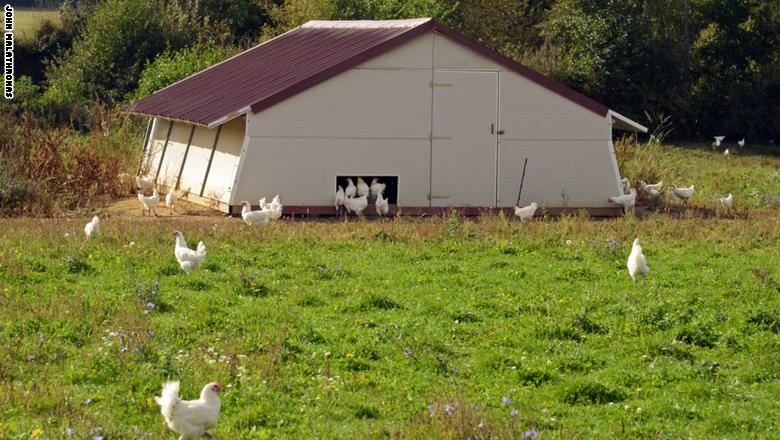 [صور] أين تتناول أغلى دجاج في العالم؟ Http_%252F%252Fcdn.cnn_.com%252Fcnnnext%252Fdam%252Fassets%252F171016175148-chickens-foraging-freely-in-the-fields-of-the-laurency-farm