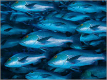 6_overfishing_story.jpg