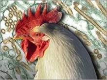 avian_flu_virus_chicken.03.jpg