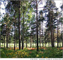 pine_forest.03.jpg
