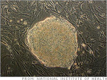stem_cells_biotech.03.jpg